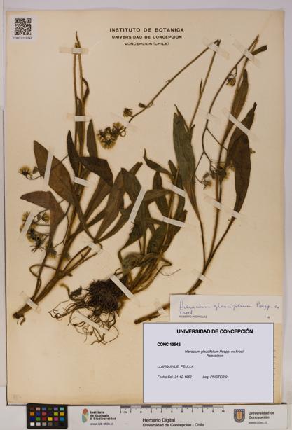 Hieracium glaucifolium [Espécimen: UDEC:CONC:0013542]