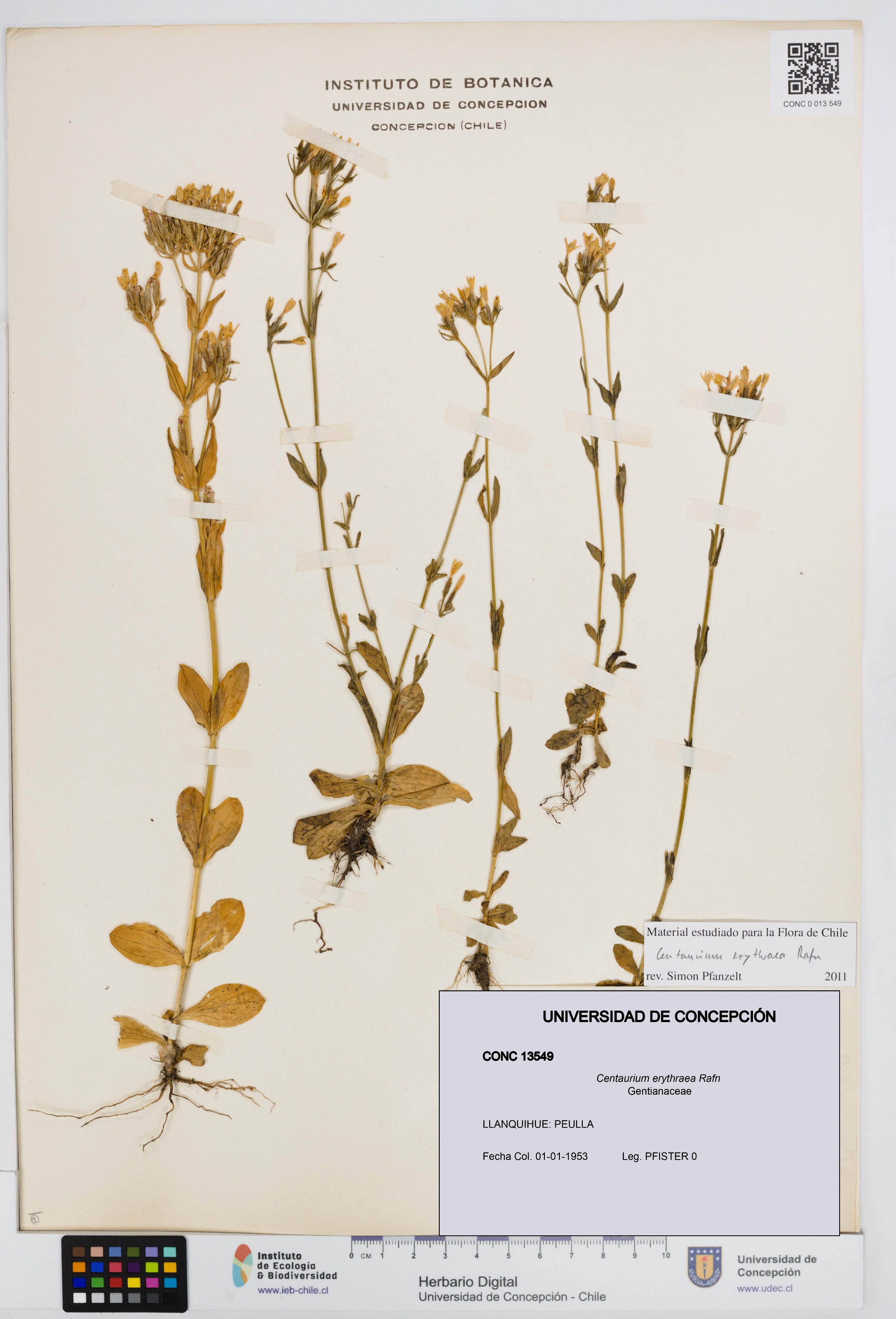 Centaurium erythraea [Espécimen: UDEC:CONC:0013549]