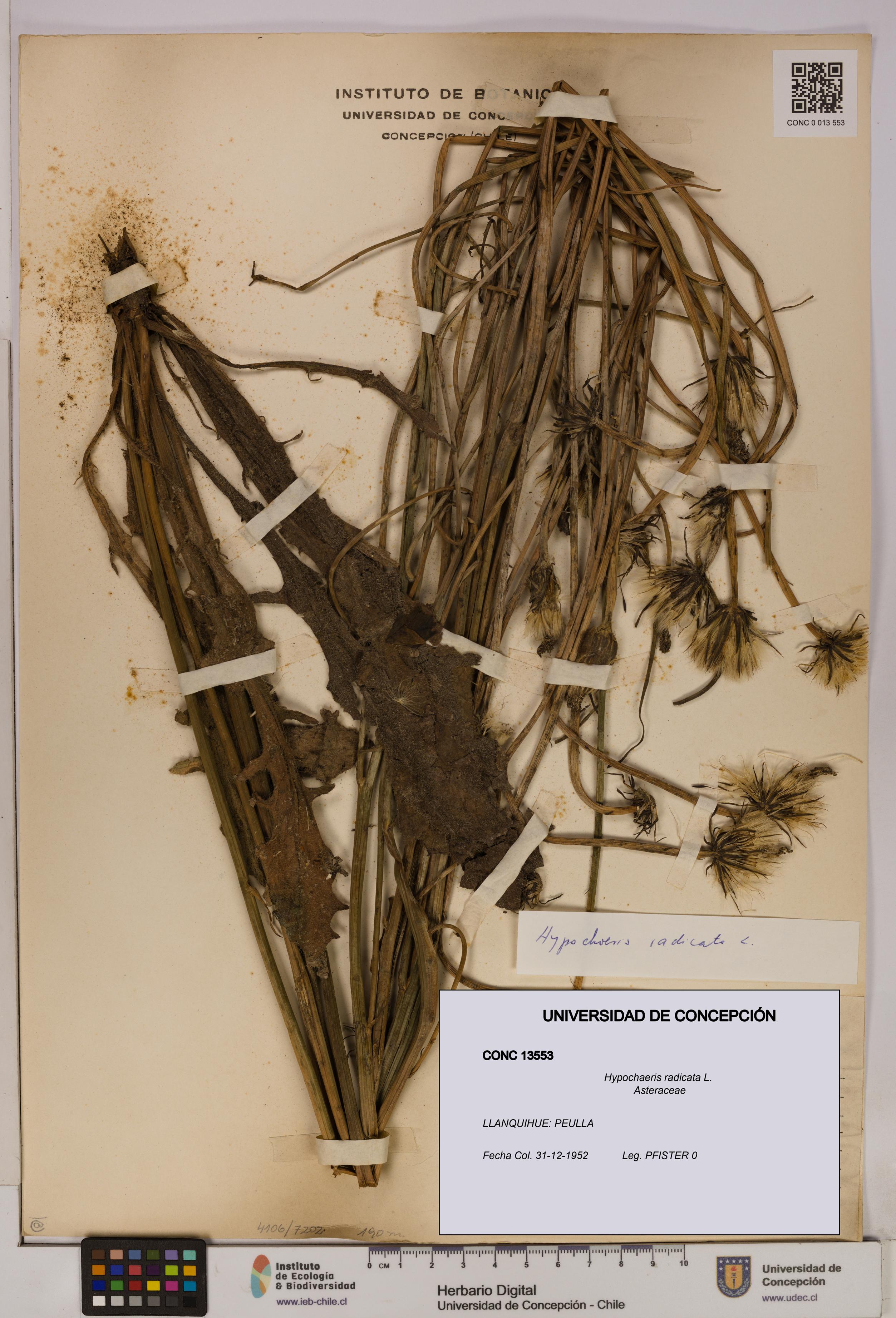 Hypochaeris radicata [Espécimen: UDEC:CONC:0013553]