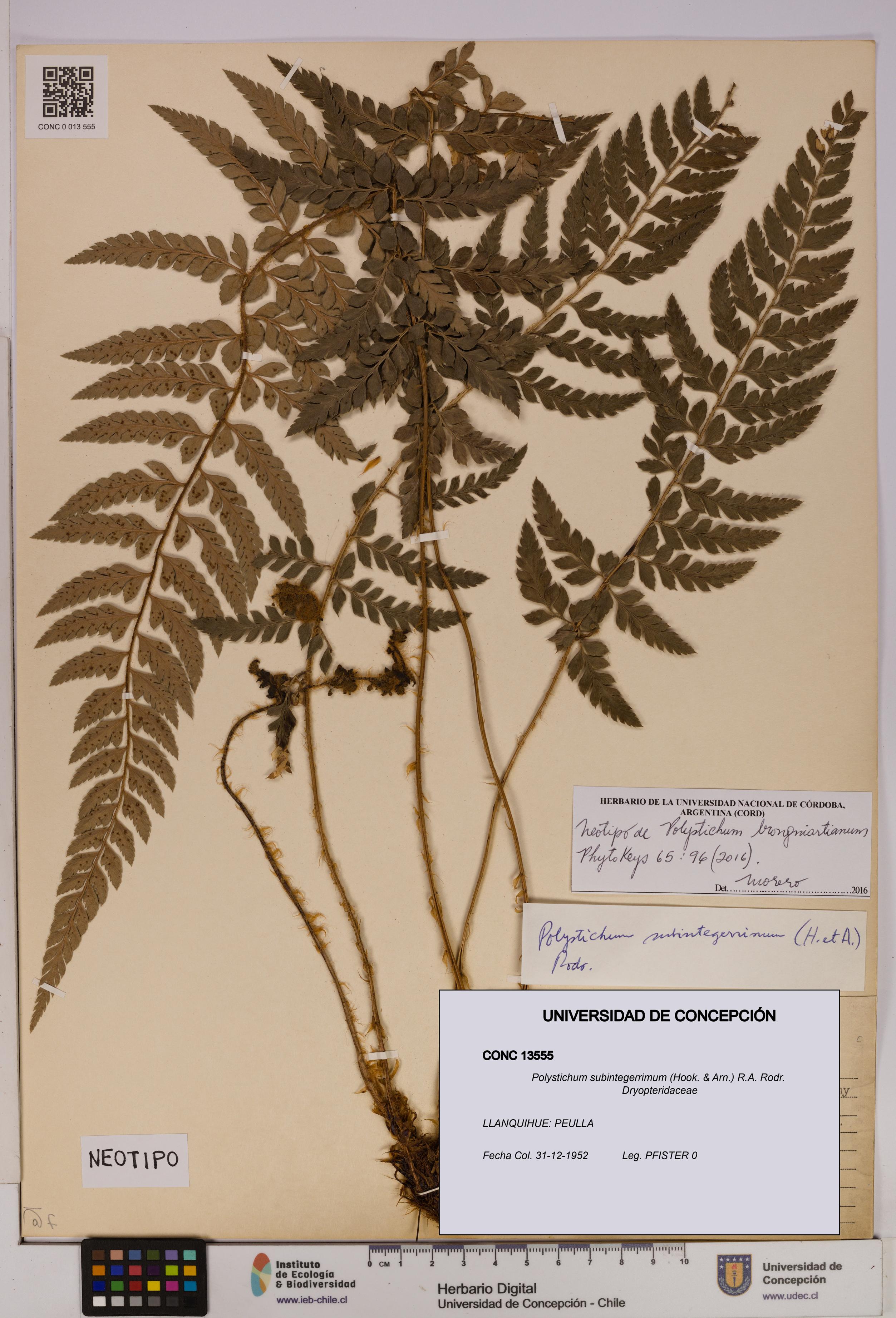 Polystichum subintegerrimum [Espécimen: UDEC:CONC:0013555]