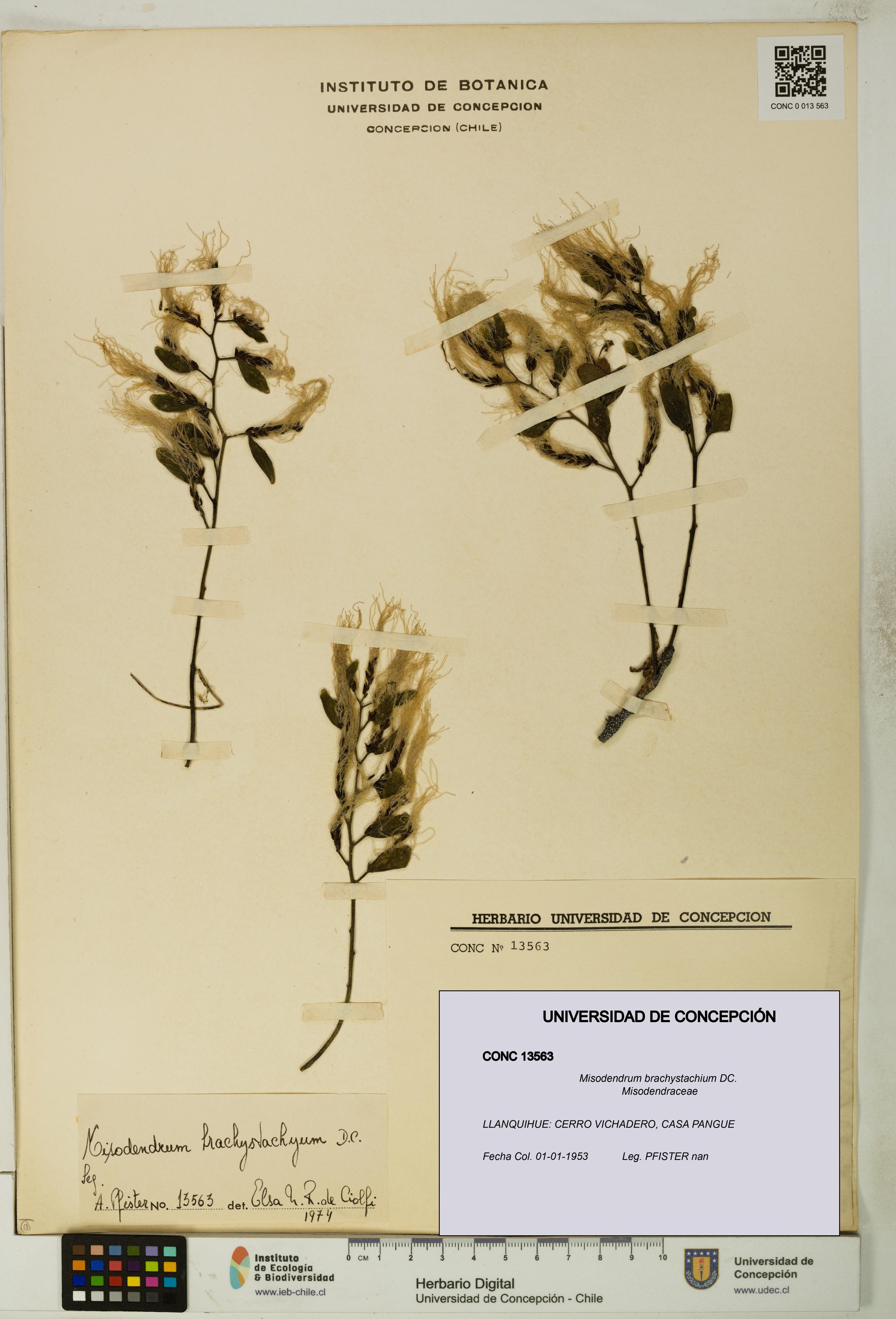 Misodendrum brachystachium [Espécimen: UDEC:CONC:0013563]