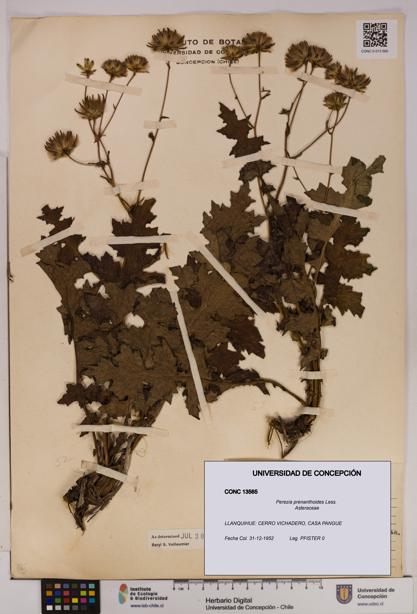 Perezia prenanthoides [Espécimen: UDEC:CONC:0013565]