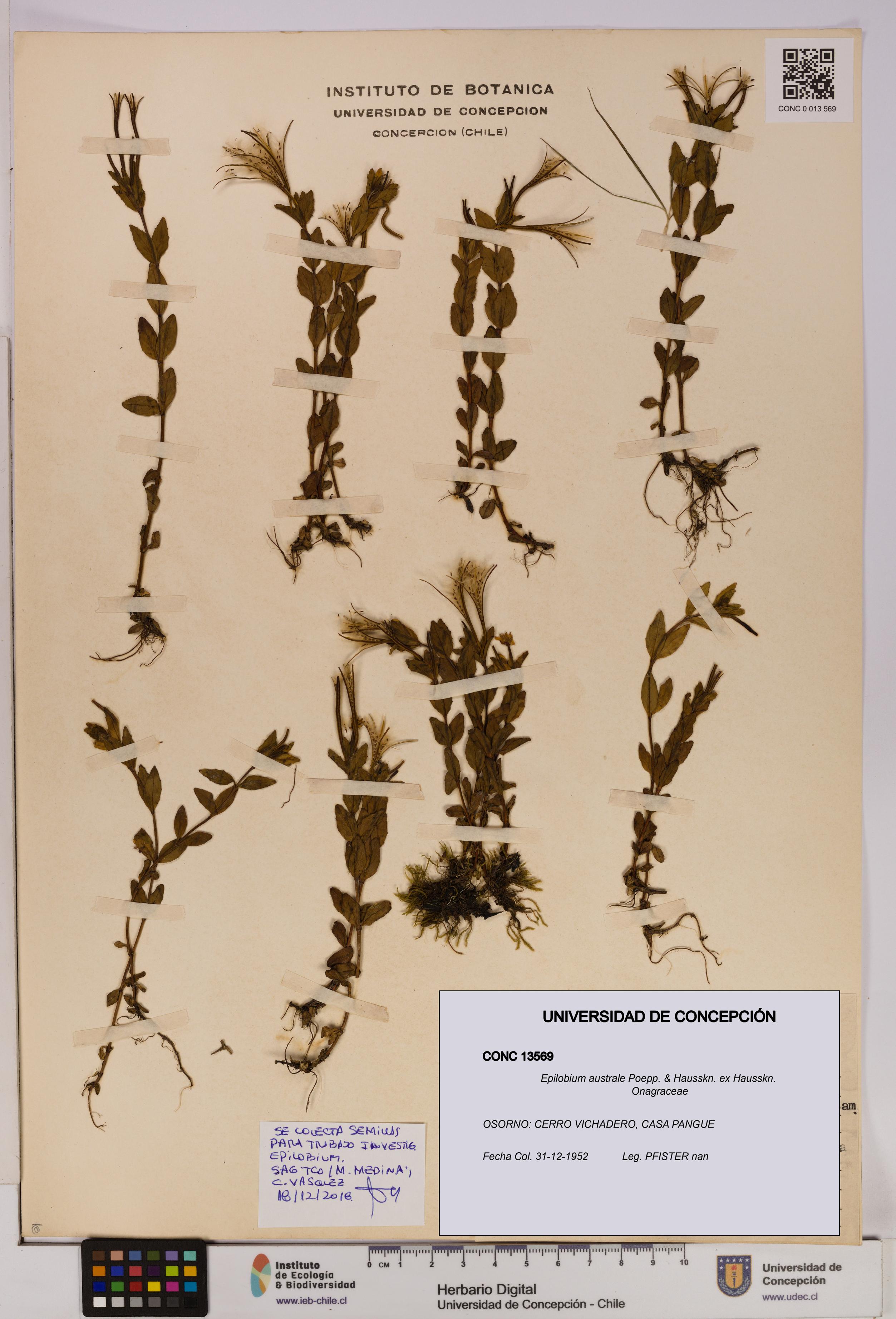 Epilobium australe [Espécimen: UDEC:CONC:0013569]