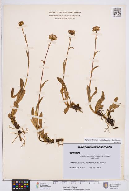 Symphyotrichum vahlii [Espécimen: ]