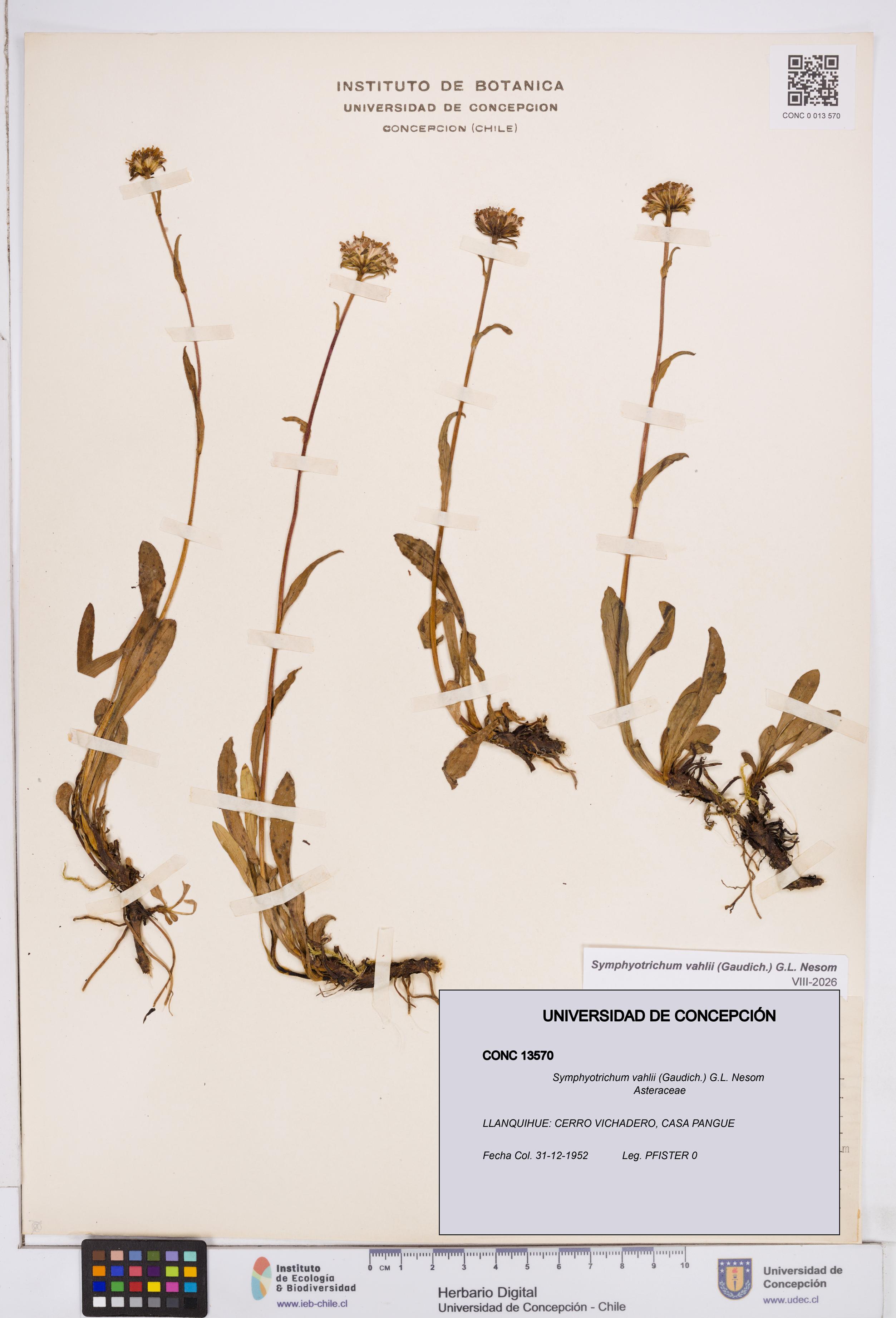 Symphyotrichum vahlii [Espécimen: ]