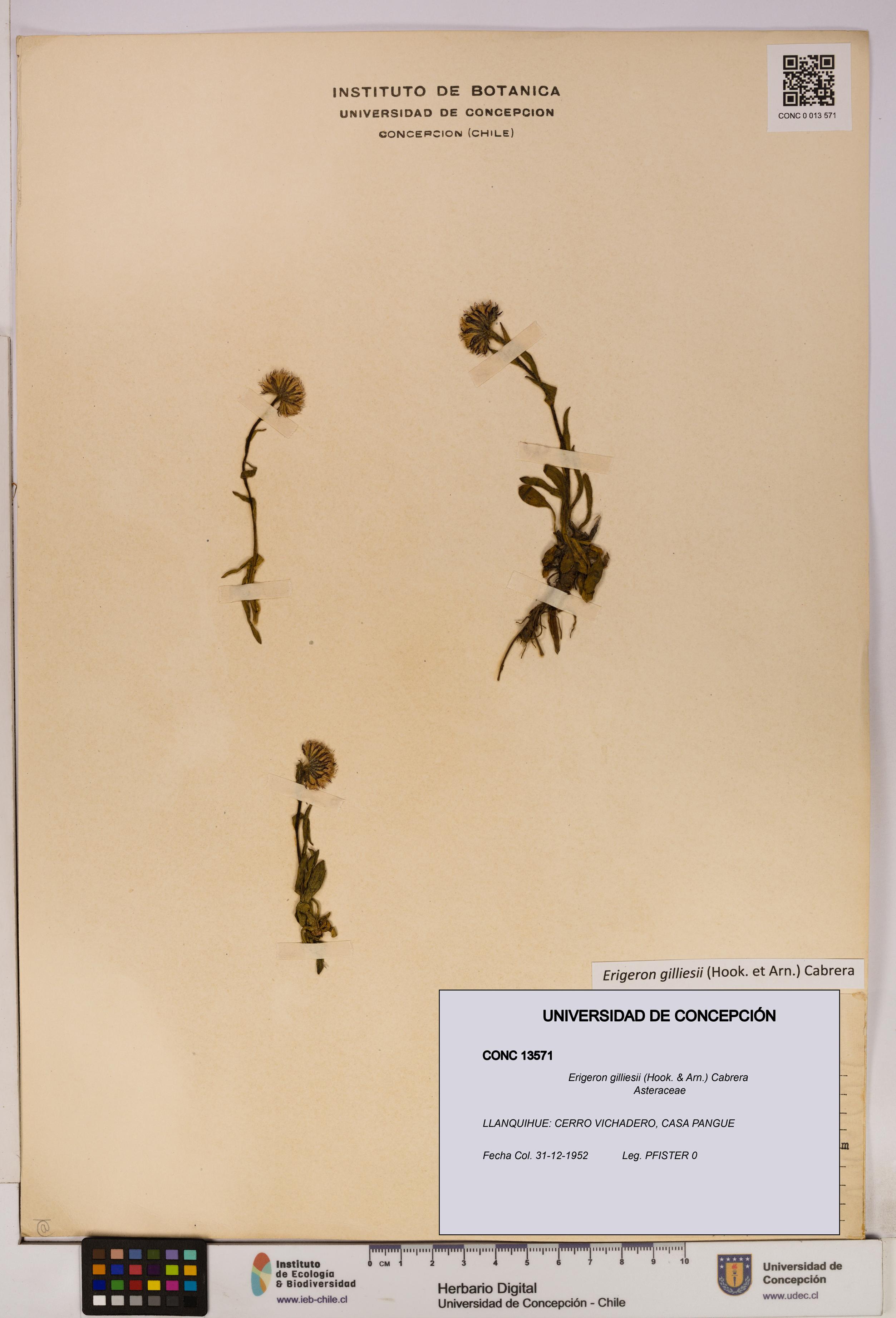 Erigeron gilliesii [Espécimen: UDEC:CONC:0013571]