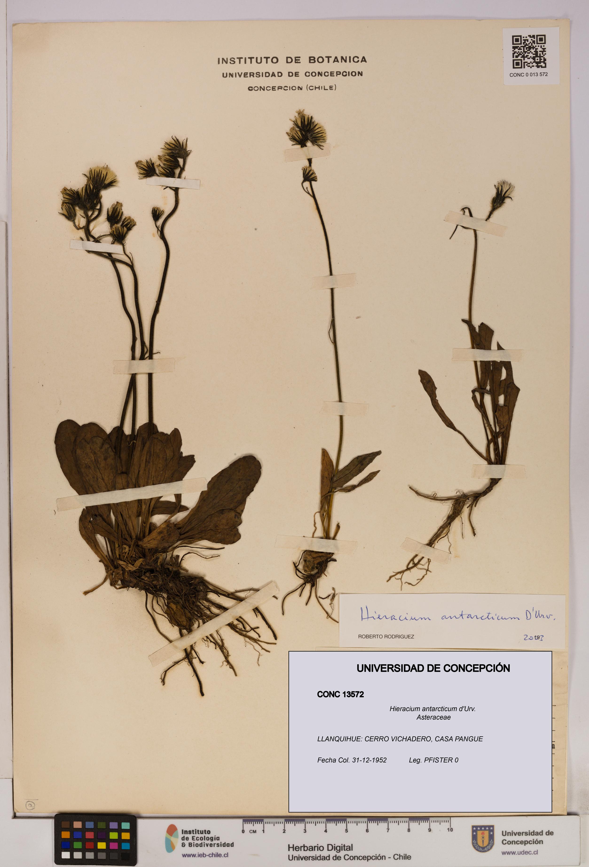 Hieracium antarcticum [Espécimen: UDEC:CONC:0013572]