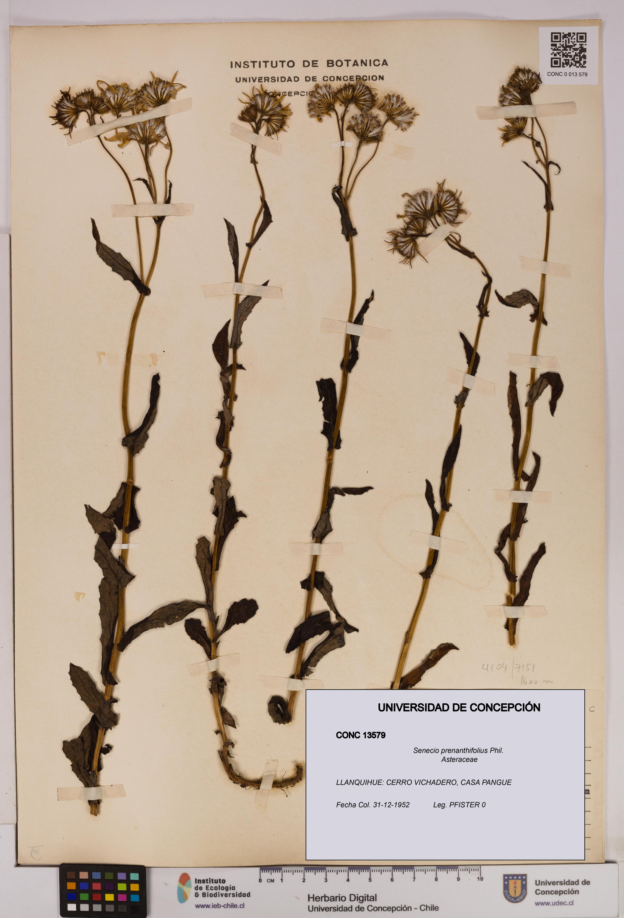 Senecio prenanthifolius [Espécimen: UDEC:CONC:0013579]