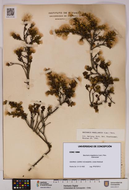 Baccharis magellanica [Espécimen: UDEC:CONC:0013580]