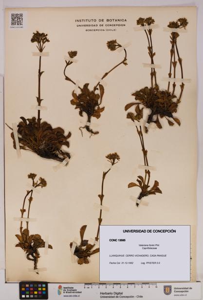 Valeriana fonkii [Espécimen: UDEC:CONC:0013585]