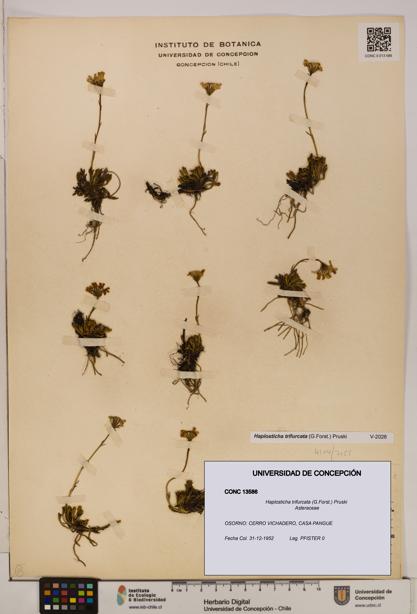 Haplosticha trifurcata [Espécimen: UDEC:CONC:0013586]
