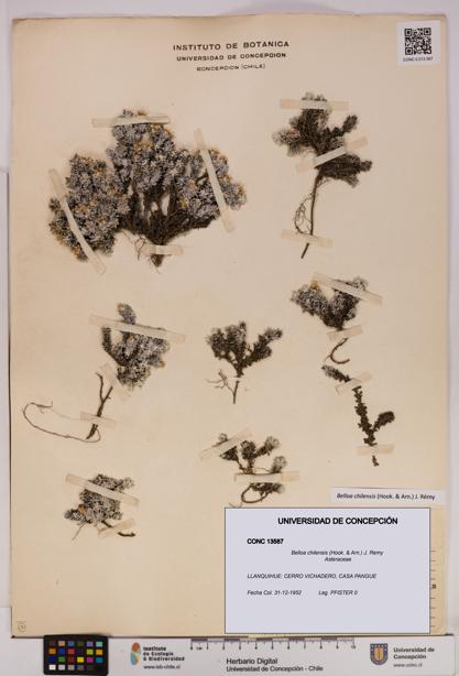 Belloa chilensis [Espécimen: UDEC:CONC:0013587]