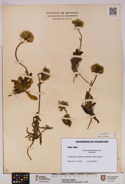 Perezia pedicularidifolia [Espécimen: UDEC:CONC:0013590]