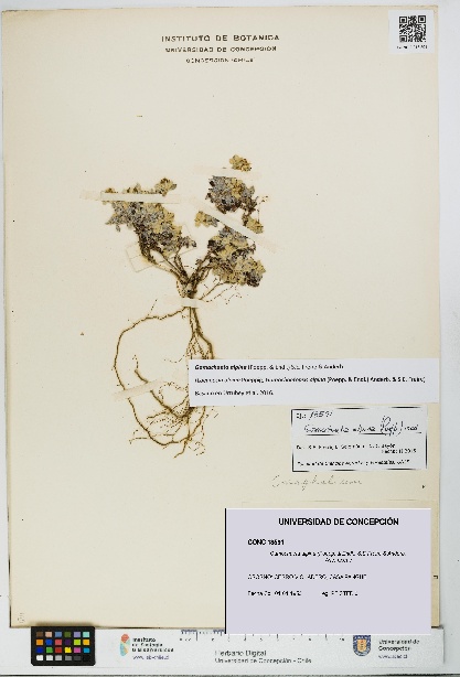 Gamochaeta alpina [Espécimen: UDEC:CONC:0013591]