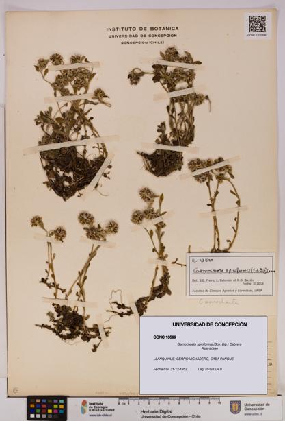Gamochaeta spiciformis [Espécimen: UDEC:CONC:0013599]