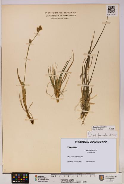 Carex fuscula [Espécimen: UDEC:CONC:0013606]
