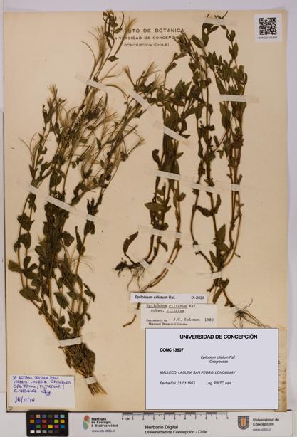 Epilobium ciliatum [Espécimen: UDEC:CONC:0013607]
