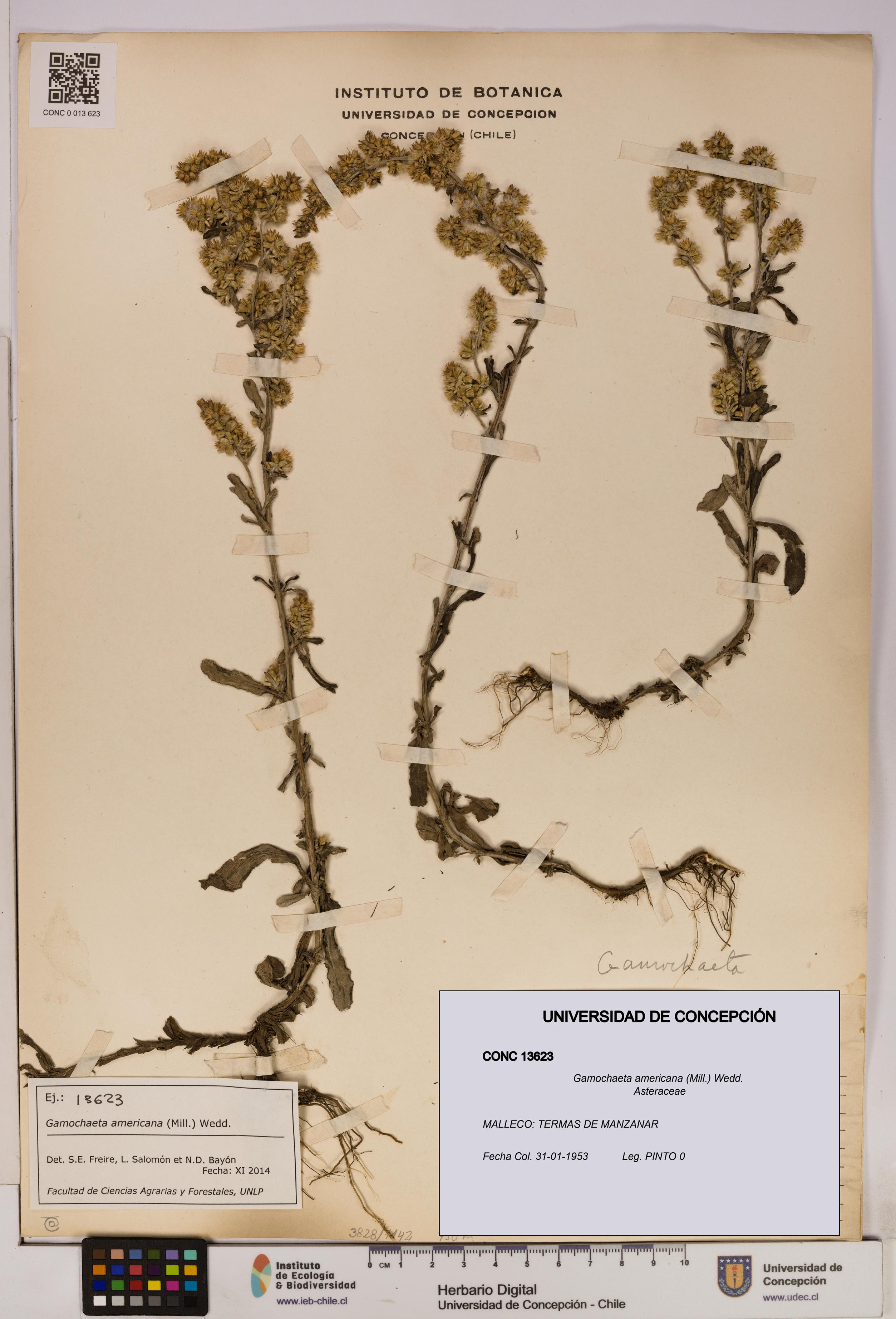 Gamochaeta americana [Espécimen: UDEC:CONC:0013623]