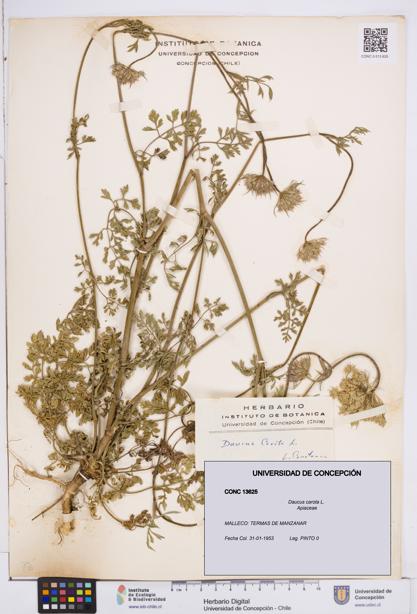 Daucus carota [Espécimen: ]