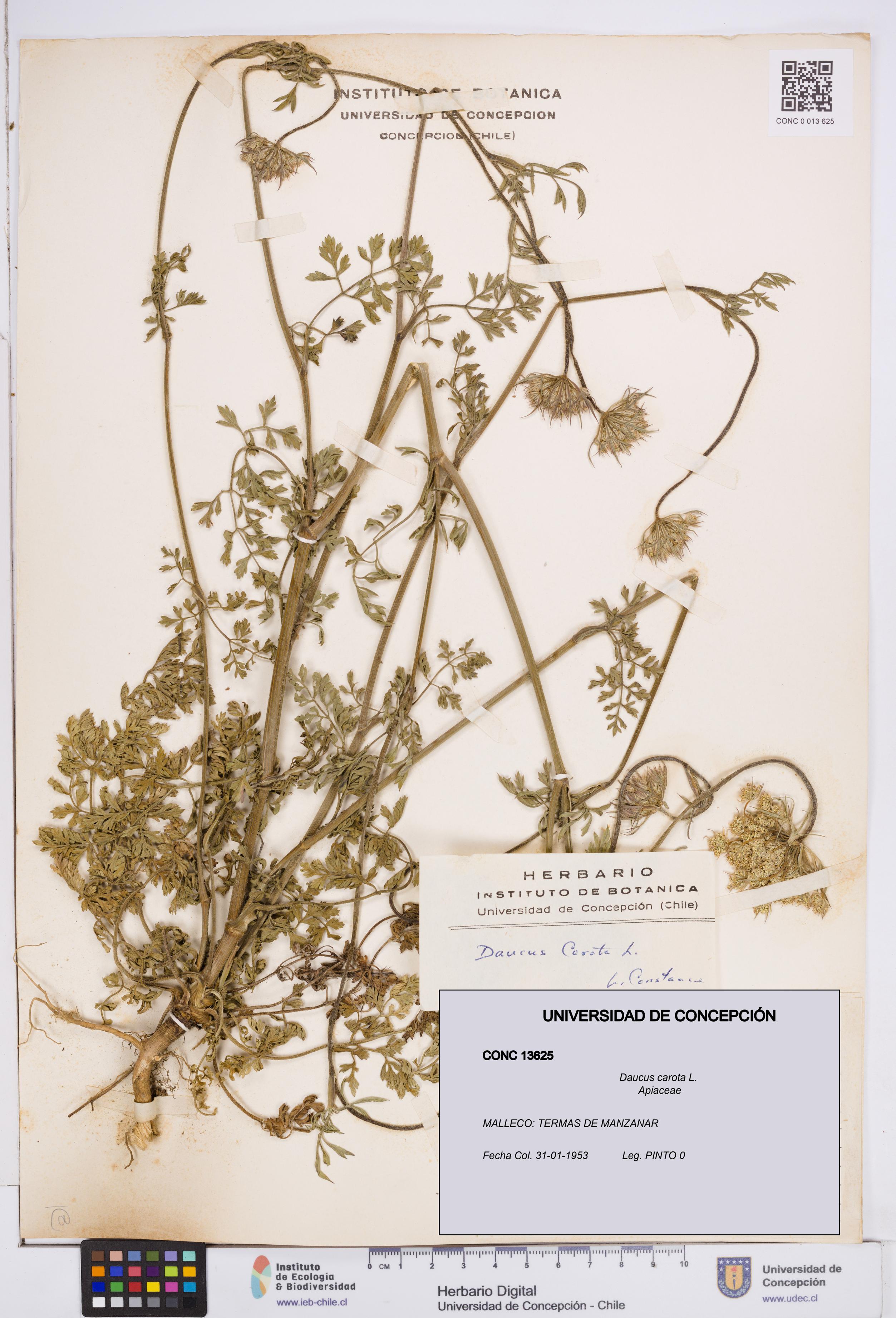 Daucus carota [Espécimen: ]