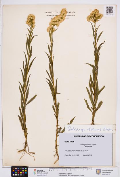 Solidago chilensis [Espécimen: ]