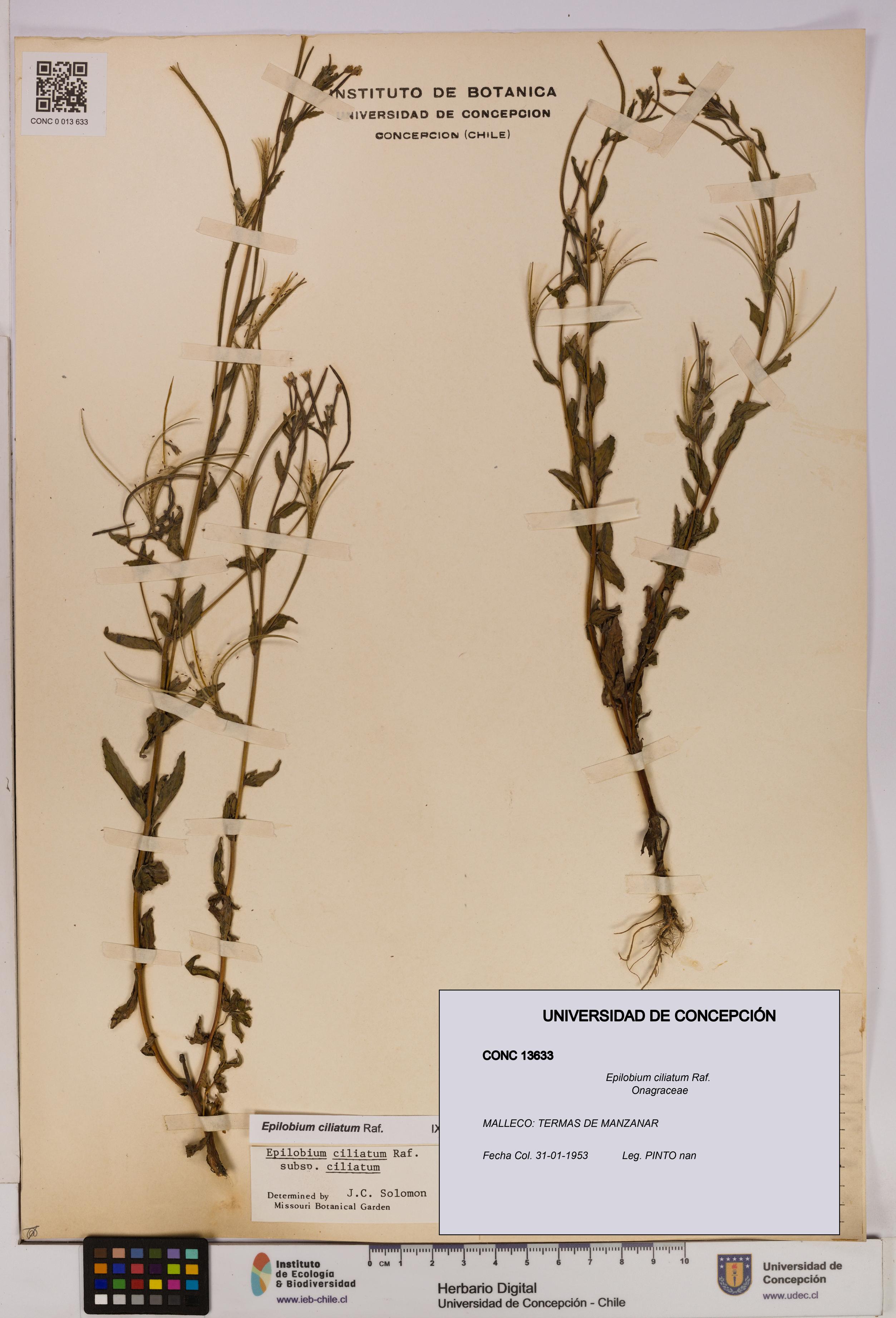 Epilobium ciliatum [Espécimen: UDEC:CONC:0013633]