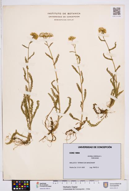 Achillea millefolium [Espécimen: ]