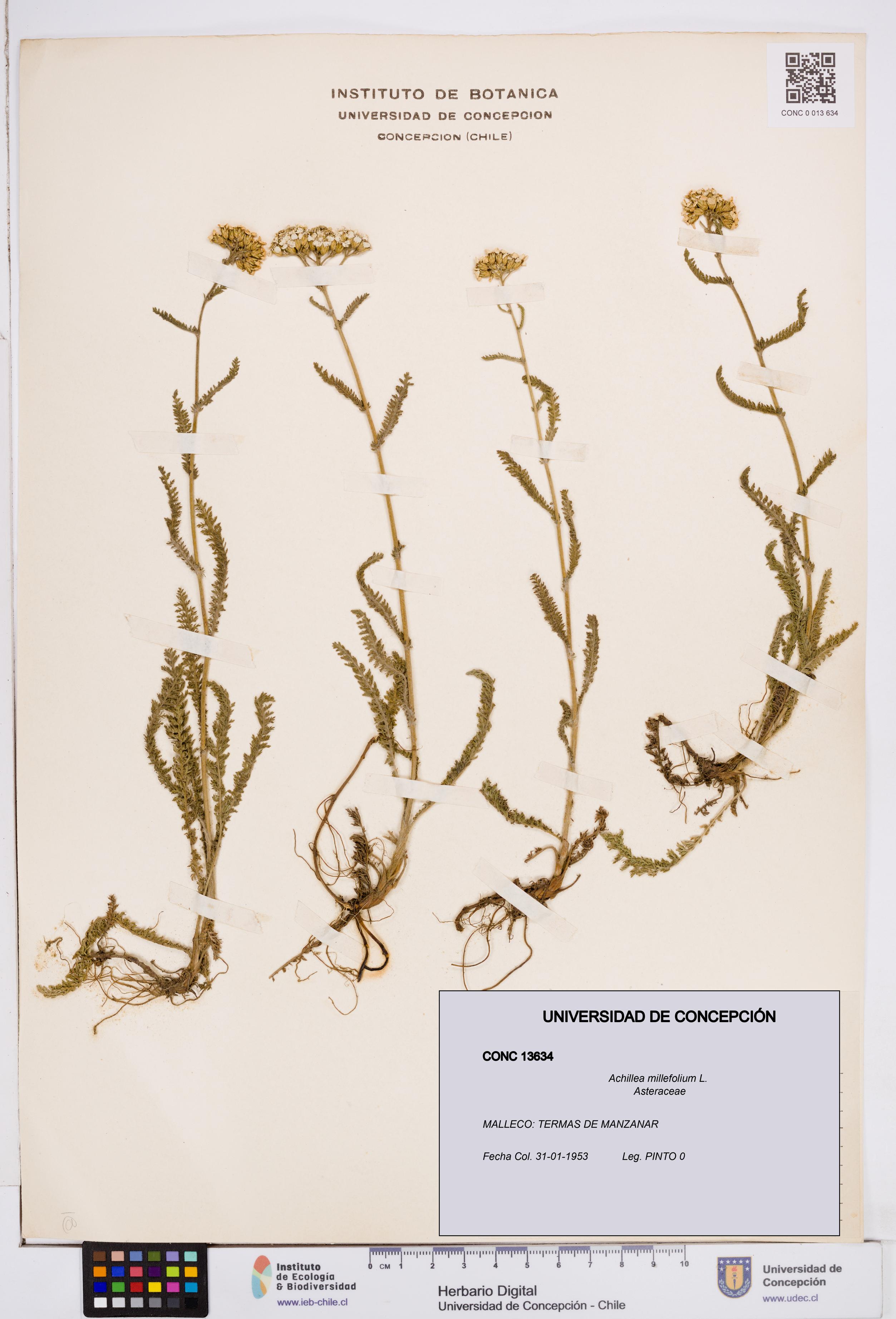 Achillea millefolium [Espécimen: ]