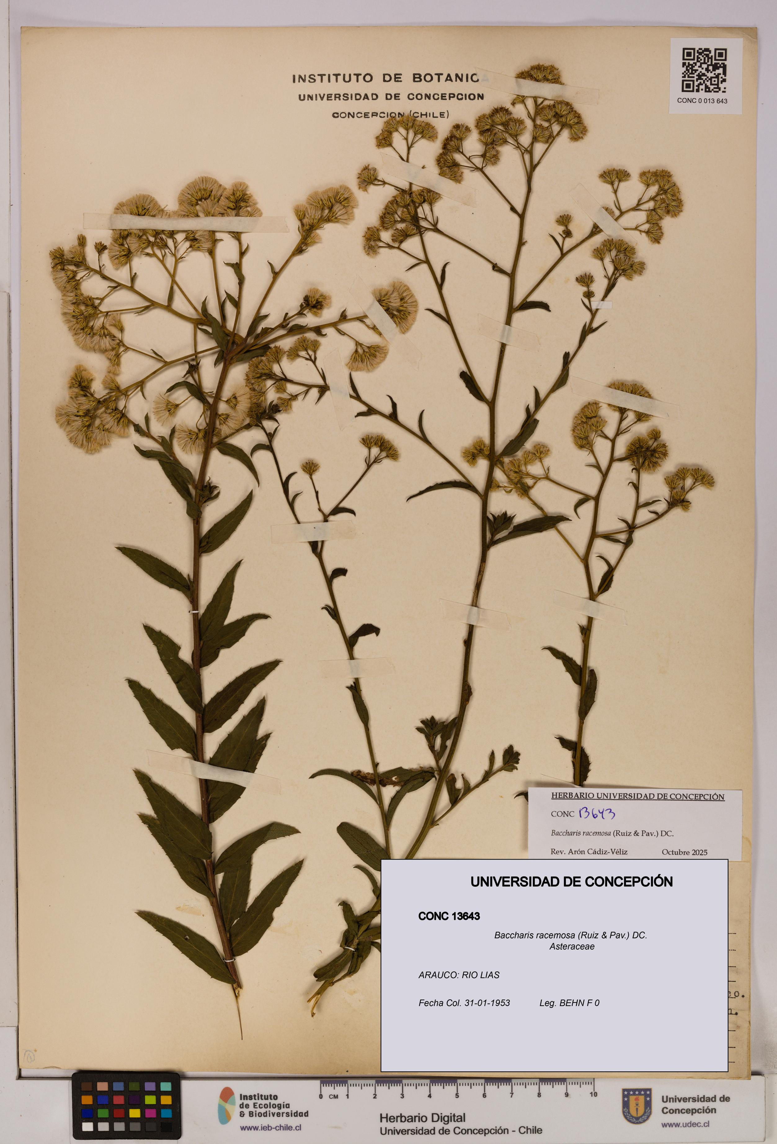 Baccharis racemosa [Espécimen: UDEC:CONC:0013643]