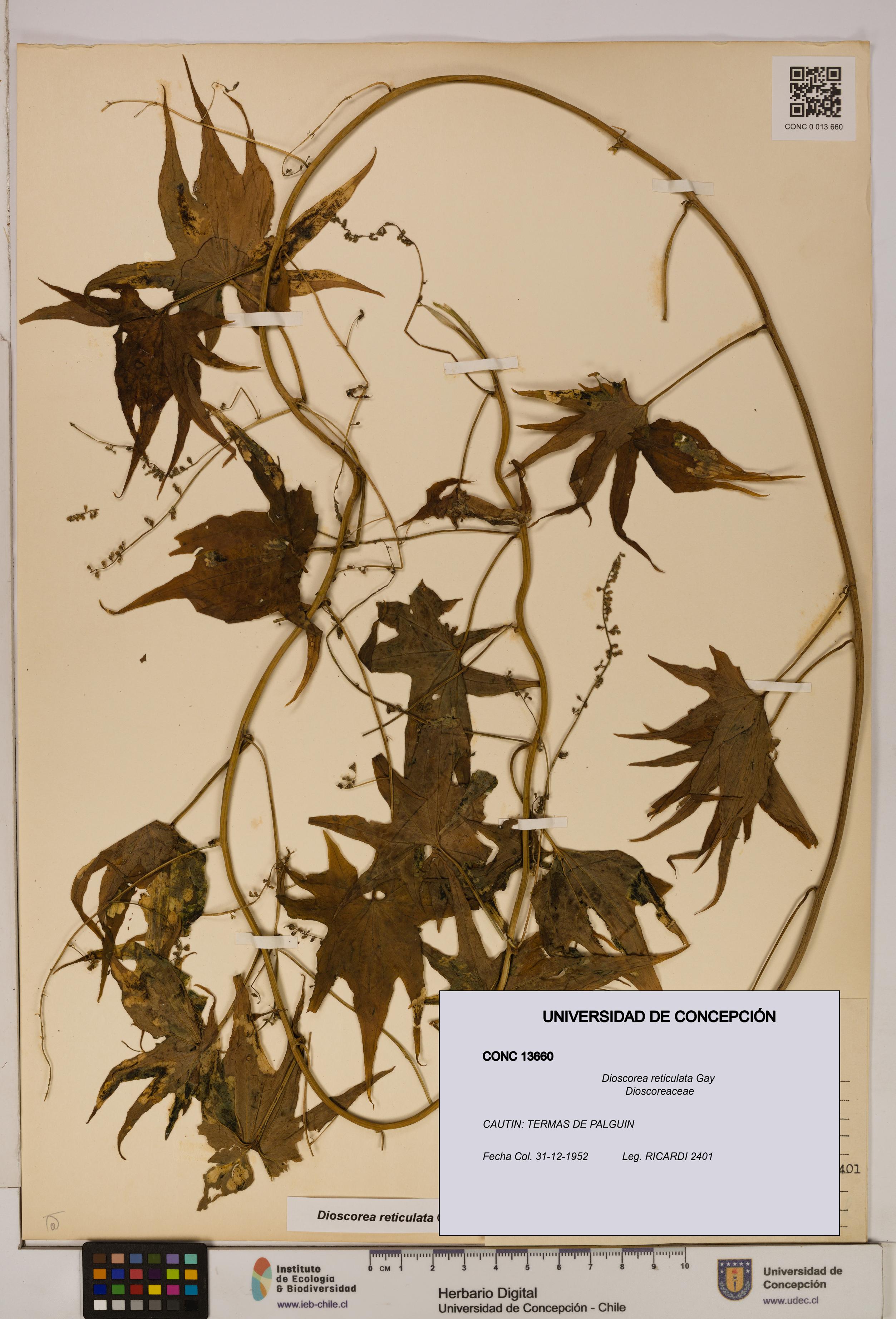 Dioscorea reticulata [Espécimen: ]