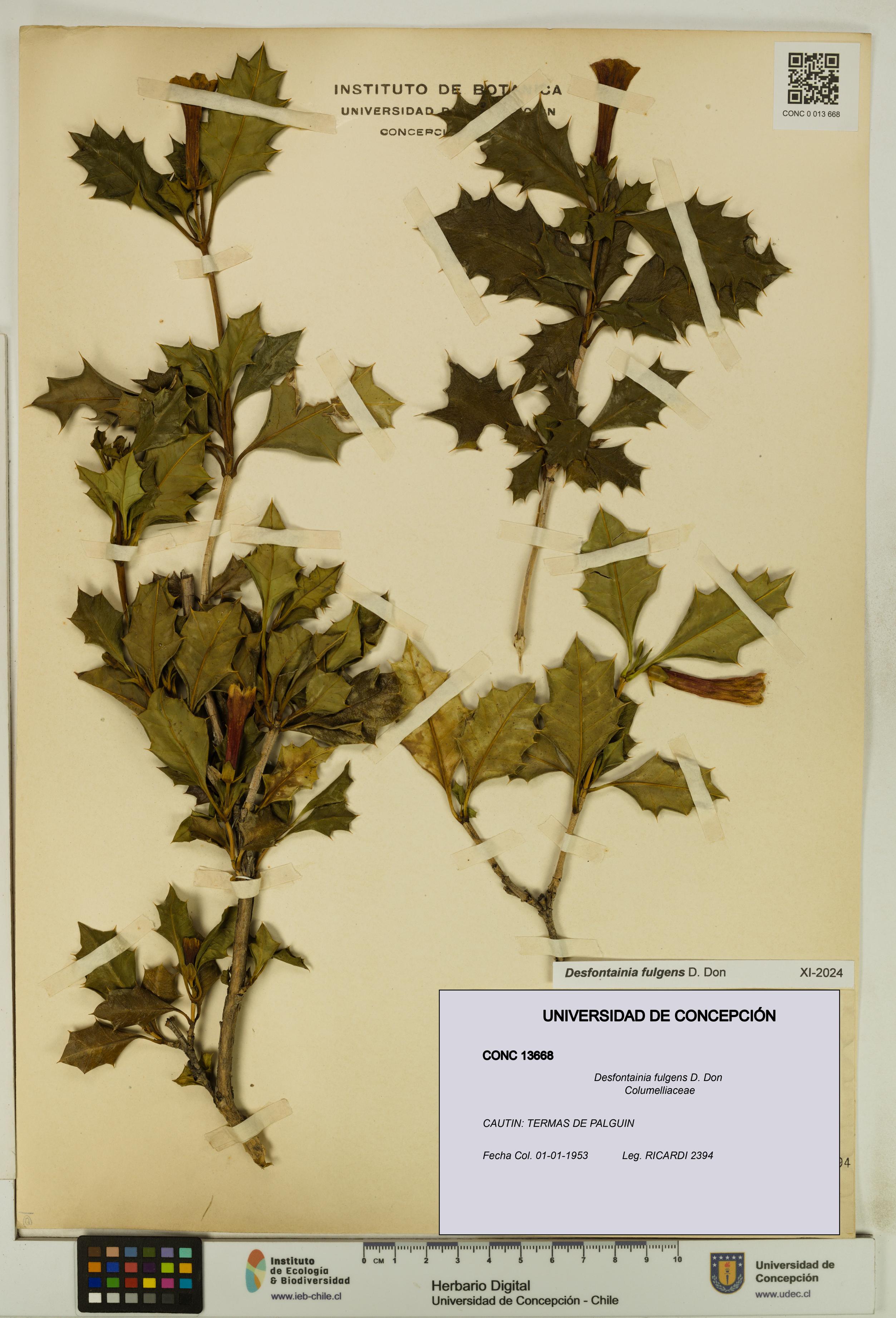 Desfontainia fulgens [Espécimen: UDEC:CONC:0013668]