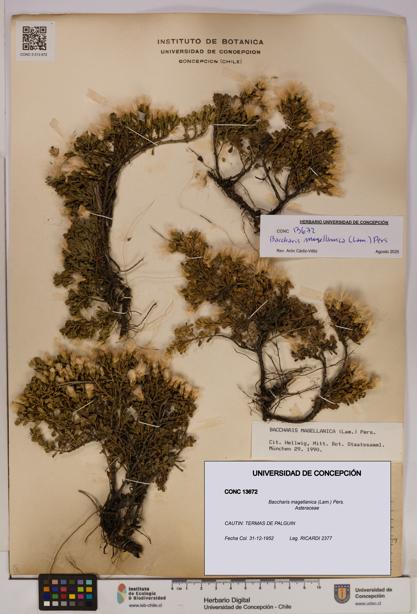 Baccharis magellanica [Espécimen: UDEC:CONC:0013672]