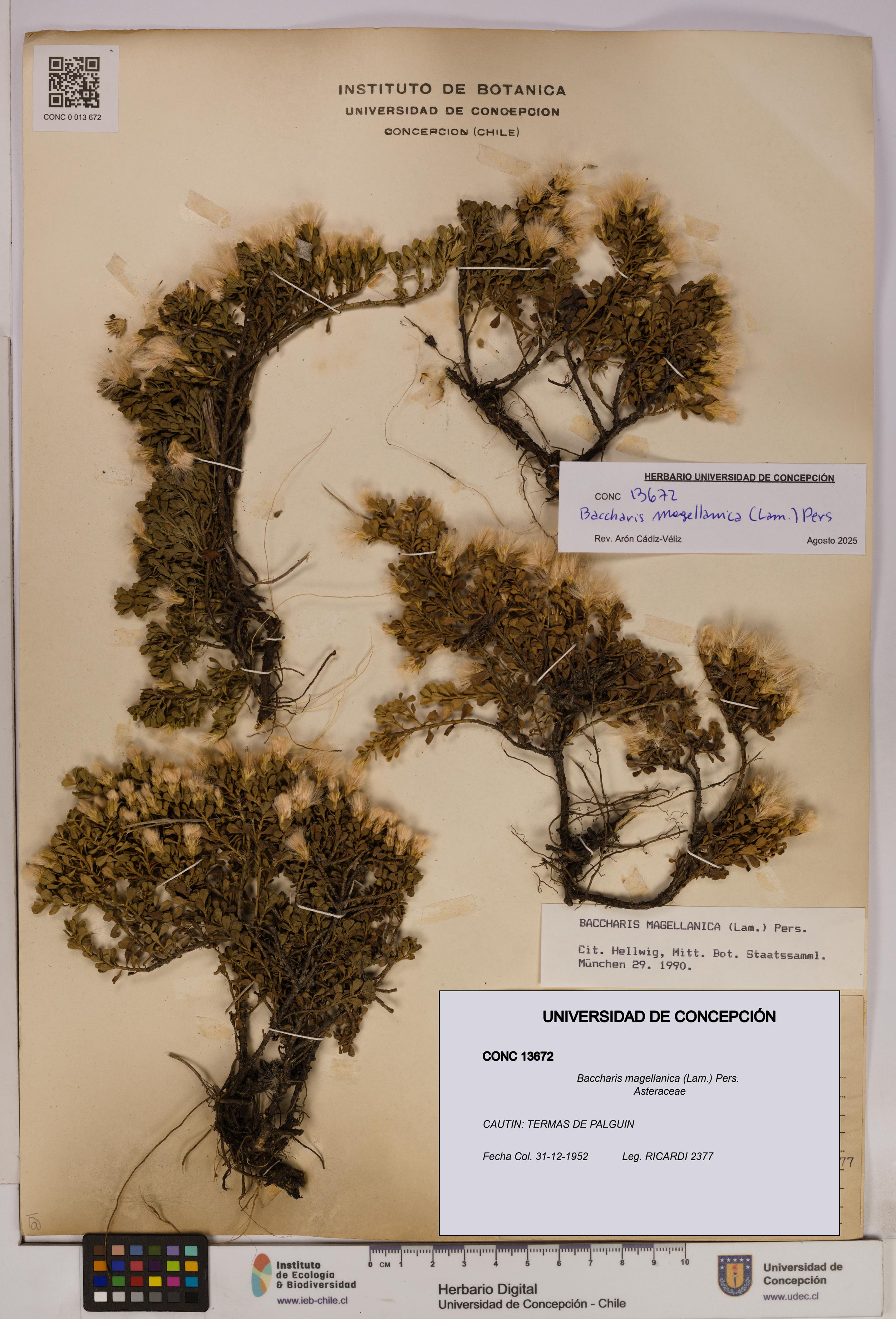 Baccharis magellanica [Espécimen: UDEC:CONC:0013672]