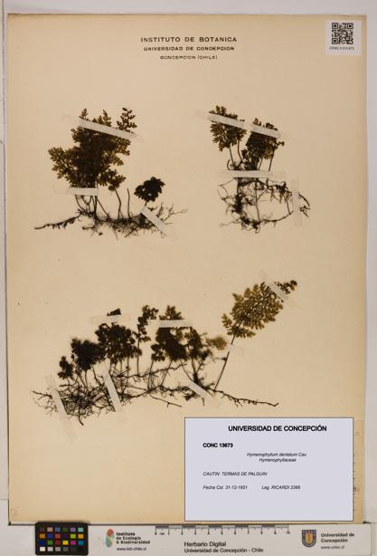 Hymenophyllum dentatum [Espécimen: UDEC:CONC:0013673]
