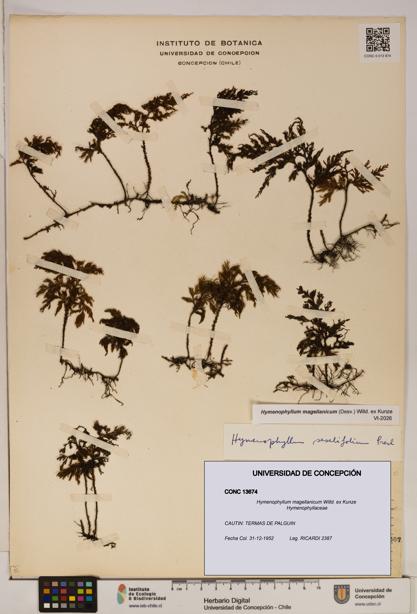 Hymenophyllum magellanicum [Espécimen: ]
