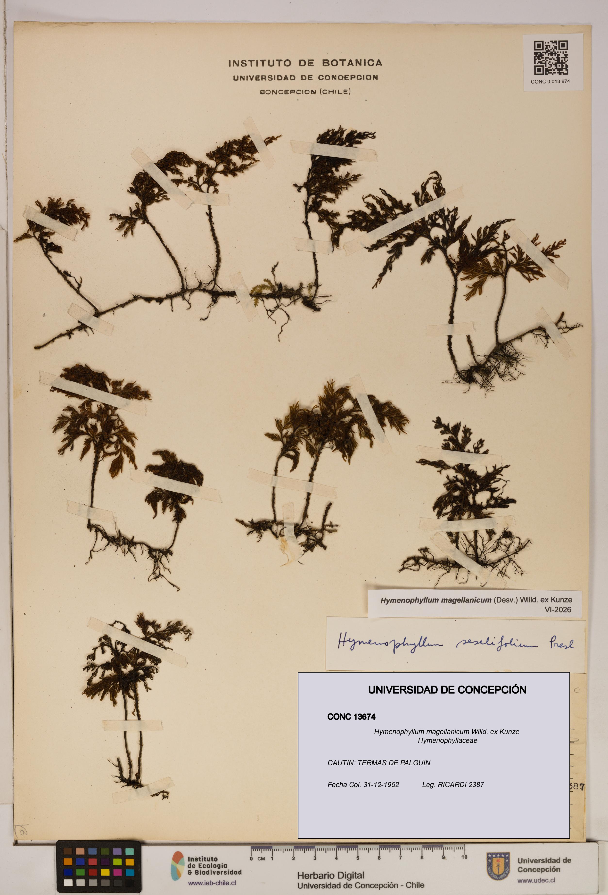 Hymenophyllum magellanicum [Espécimen: ]