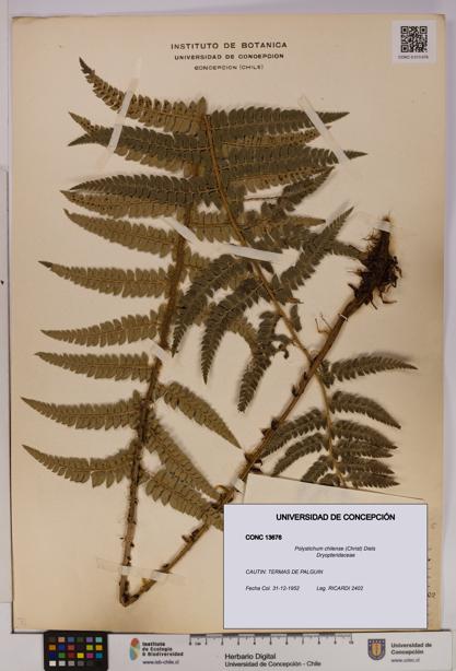 Polystichum chilense [Espécimen: UDEC:CONC:0013676]