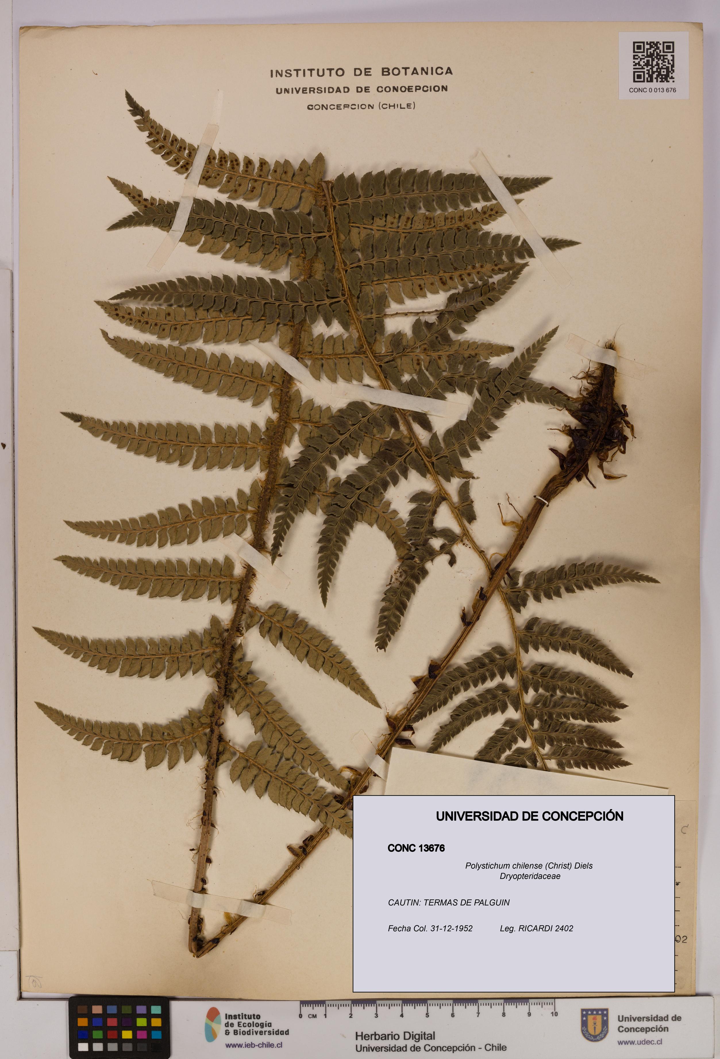 Polystichum chilense [Espécimen: UDEC:CONC:0013676]