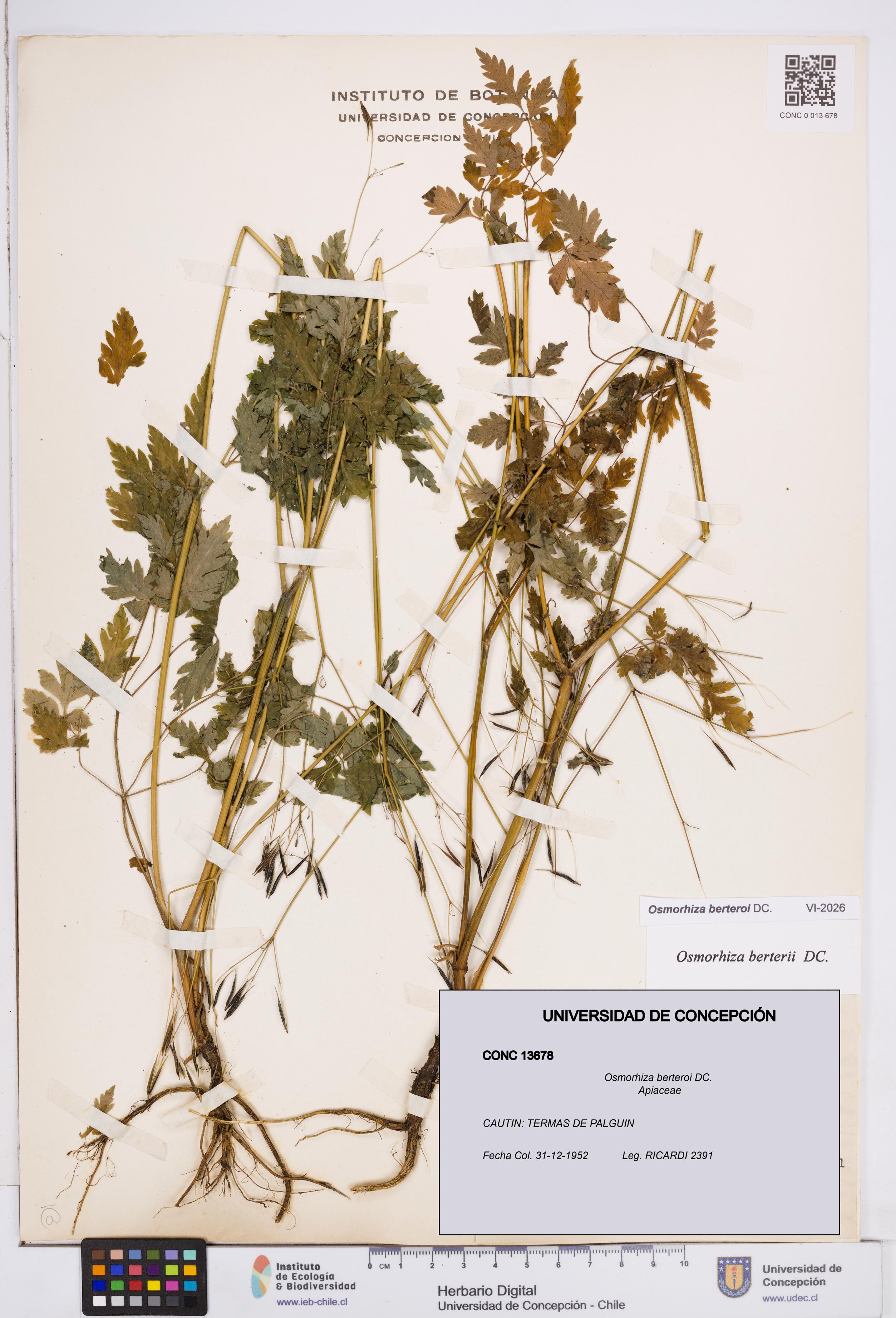 Osmorhiza berteroi [Espécimen: ]
