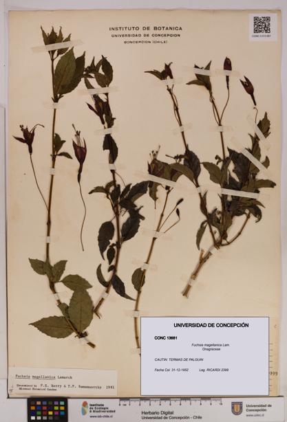 Fuchsia magellanica [Espécimen: UDEC:CONC:0013681]
