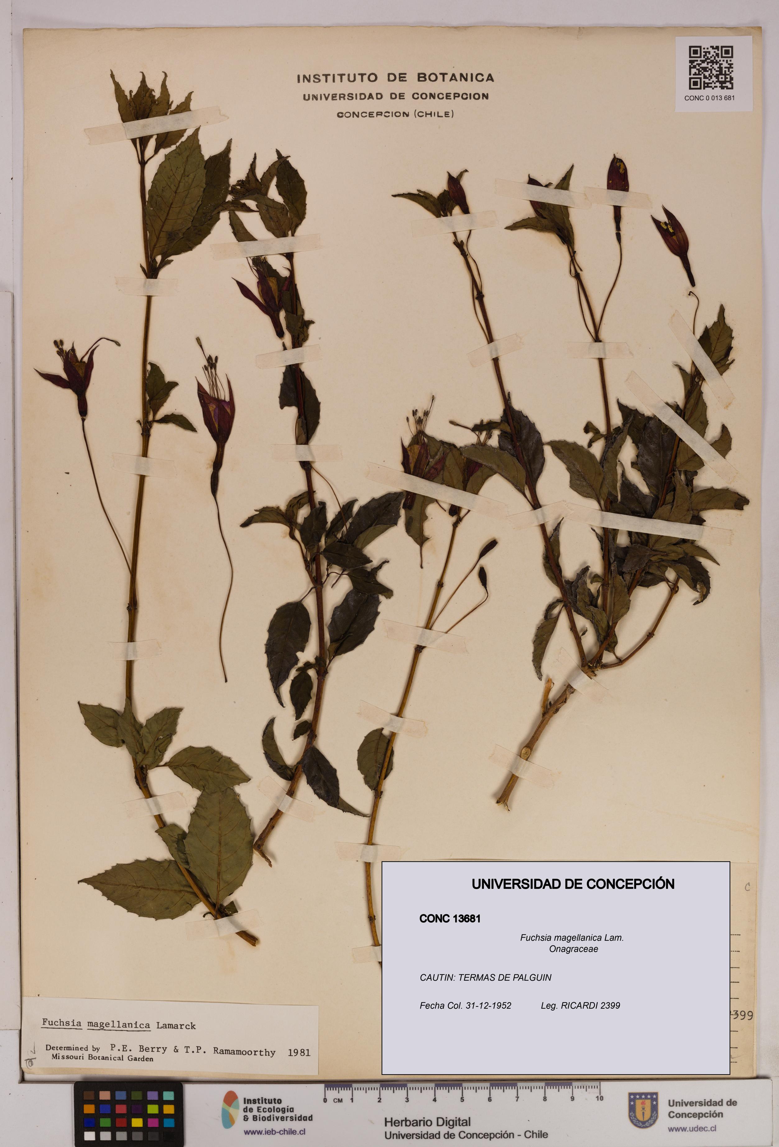 Fuchsia magellanica [Espécimen: UDEC:CONC:0013681]