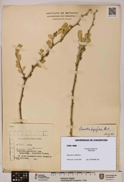Proustia pyrifolia [Espécimen: UDEC:CONC:0013688]