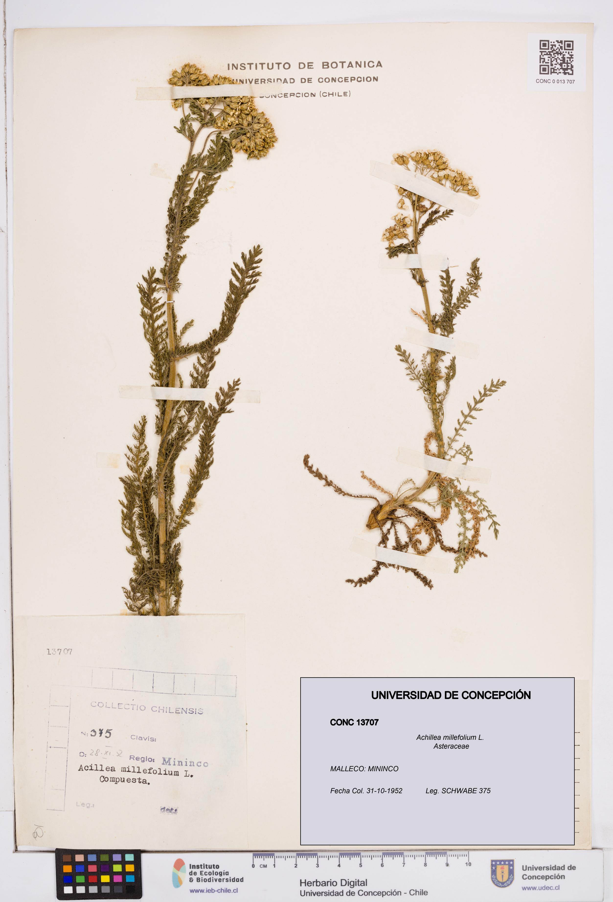 Achillea millefolium [Espécimen: ]