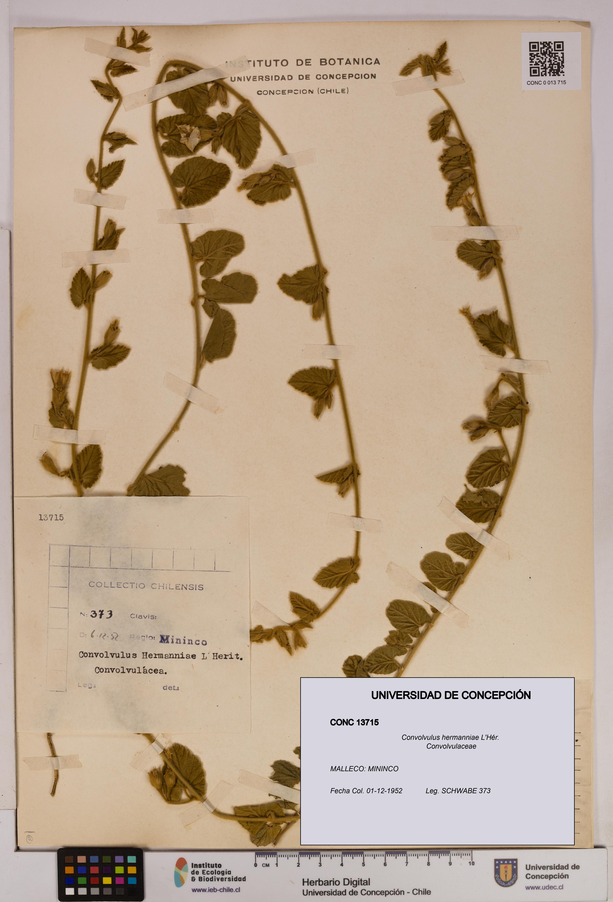 Convolvulus hermanniae [Espécimen: UDEC:CONC:0013715]