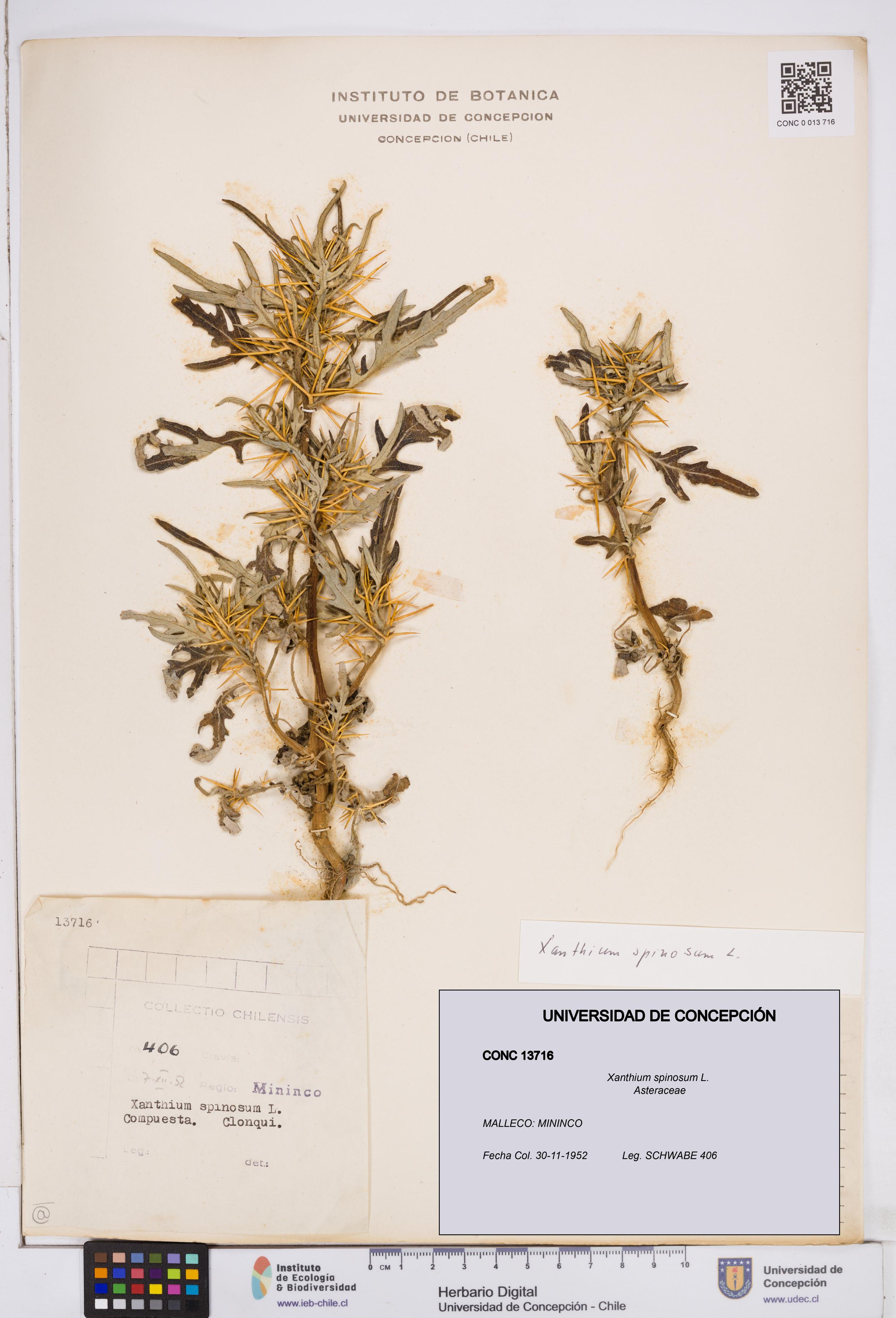 Xanthium spinosum [Espécimen: ]