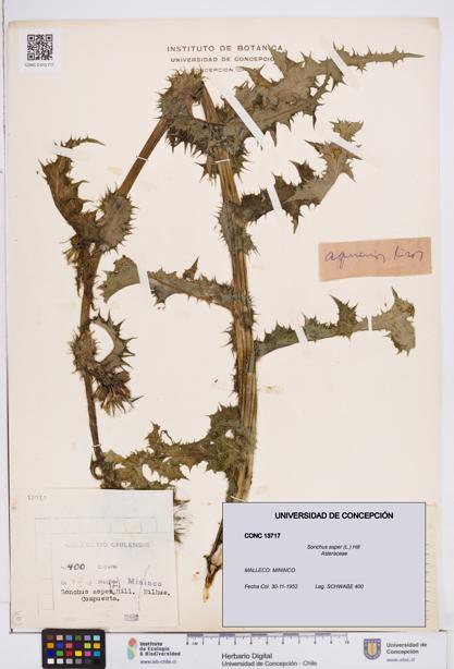 Sonchus asper [Espécimen: ]