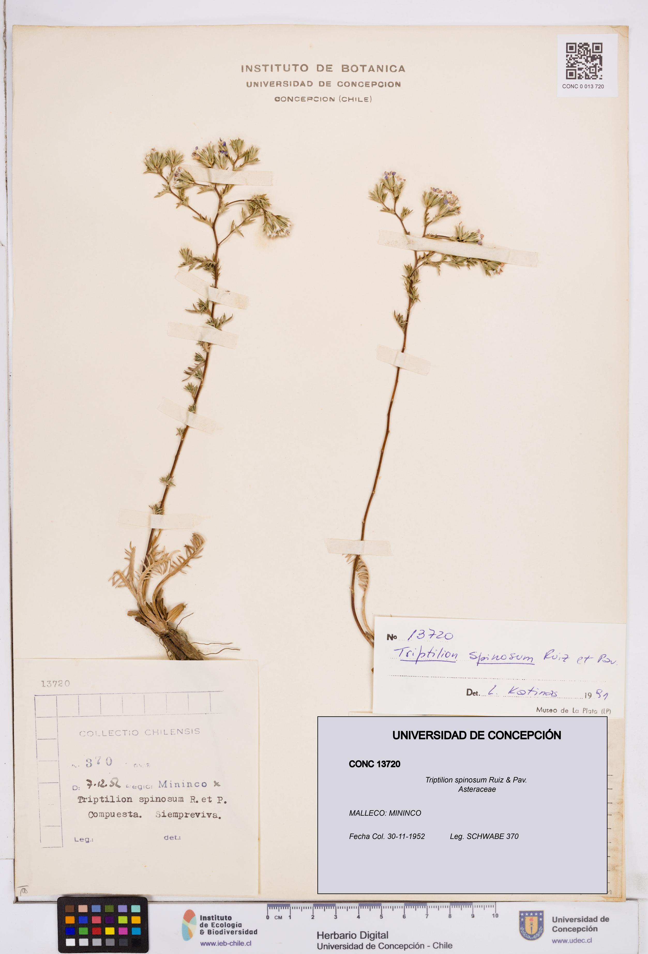 Triptilion spinosum [Espécimen: ]