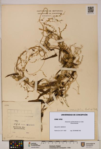 Dioscorea variifolia [Espécimen: ]