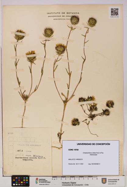 Chaetanthera ciliata [Espécimen: UDEC:CONC:0013723]