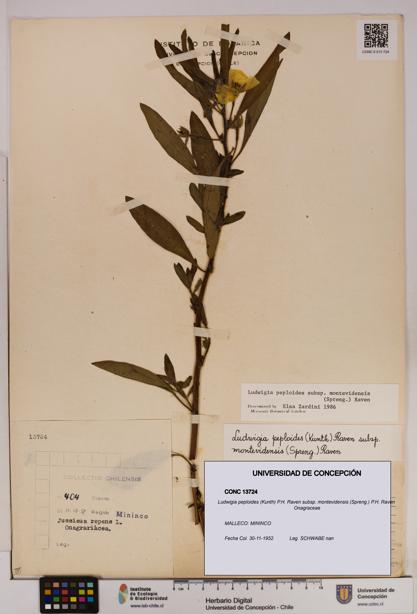 Ludwigia peploides [Espécimen: UDEC:CONC:0013724]